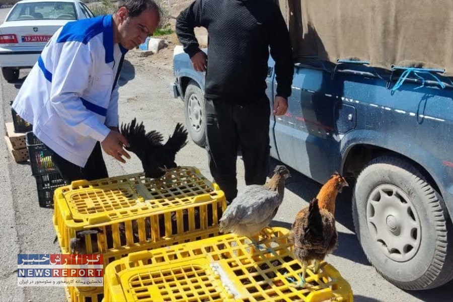 با پرنده فروشان دوره گرد در شهرستان بافق برخورد قضایی خواهد شد